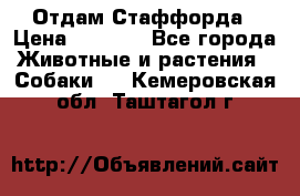 Отдам Стаффорда › Цена ­ 2 000 - Все города Животные и растения » Собаки   . Кемеровская обл.,Таштагол г.